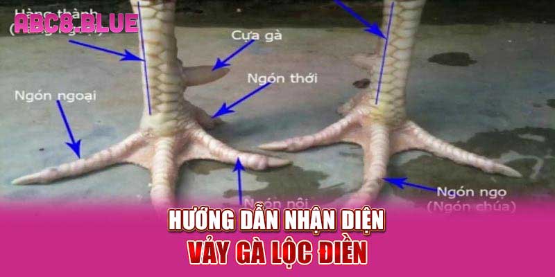 Hướng dẫn nhận diện vảy gà Lộc Điền