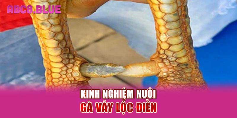 Kinh nghiệm nuôi gà vảy Lộc Điền