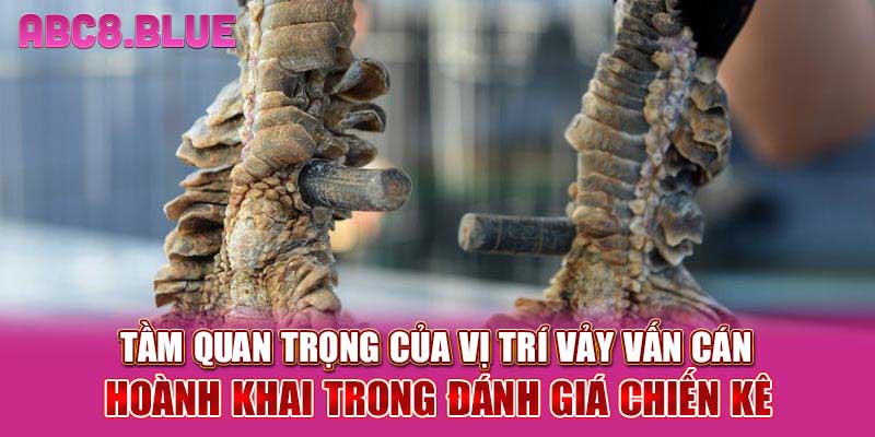 Tầm quan trọng của vị trí vảy vấn cán hoành khai trong đánh giá chiến kê